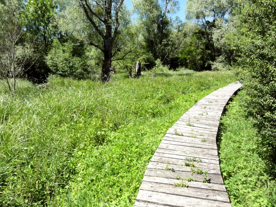 Saucourt, marais des Grands Prés (05)