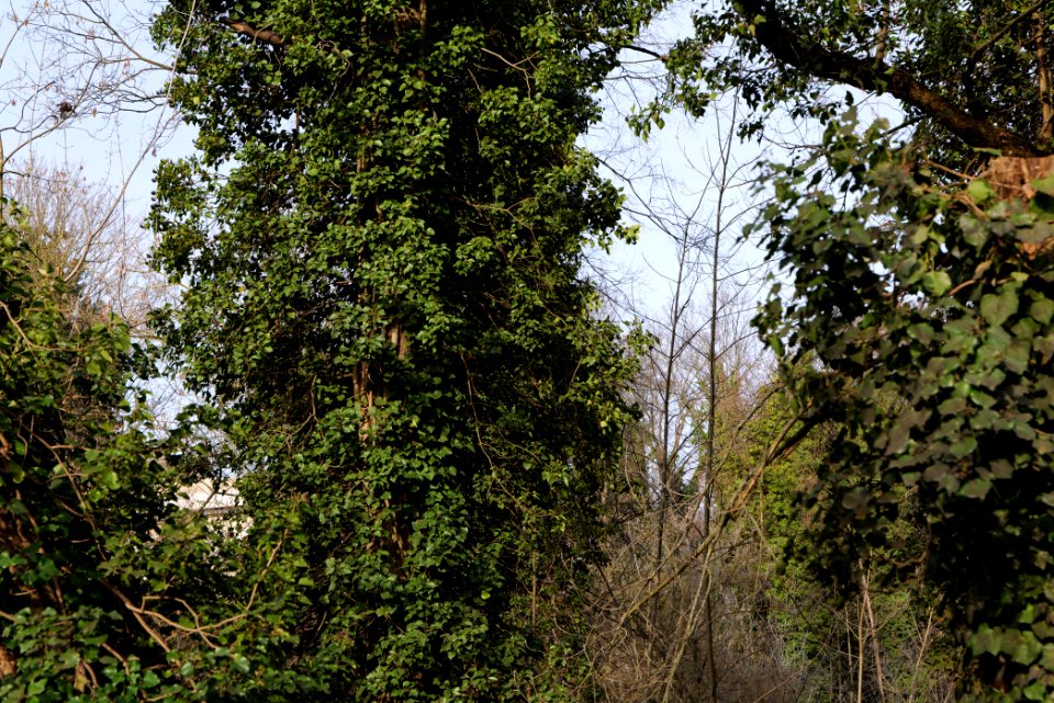 Schlosspark Lichterfelde 2021-02-24 17