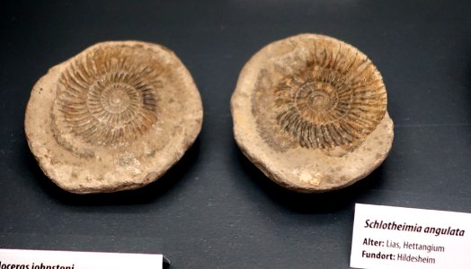 Schlotheimia angulata - Naturhistorisches Museum, Braunschweig, Germany - DSC05141