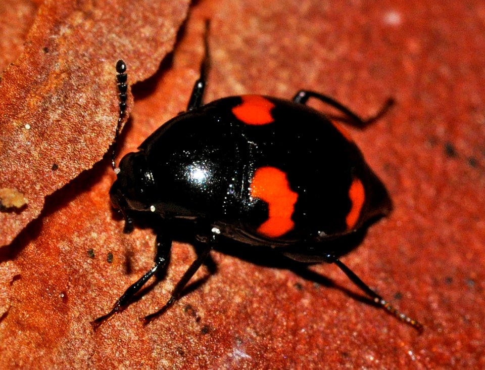 Scaphidium-quadrimaculatum-03-fws