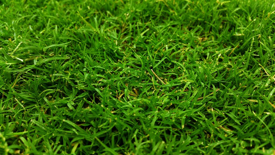 Grass field grassy green photo