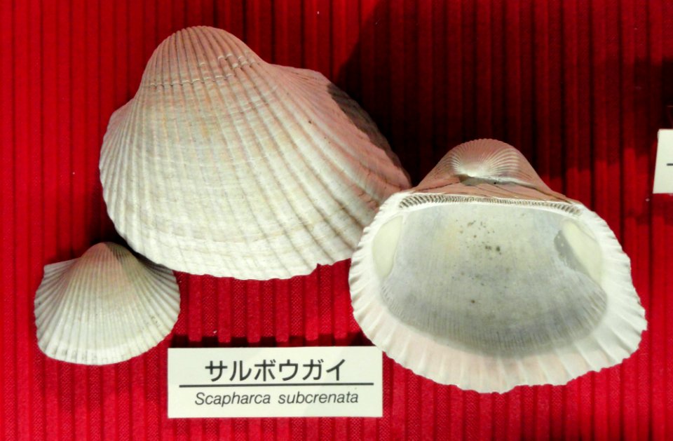 Scapharca subcrenata - Osaka Museum of Natural History - DSC07792