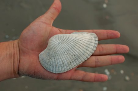 Scapharca crassissima of Margarita Island photo