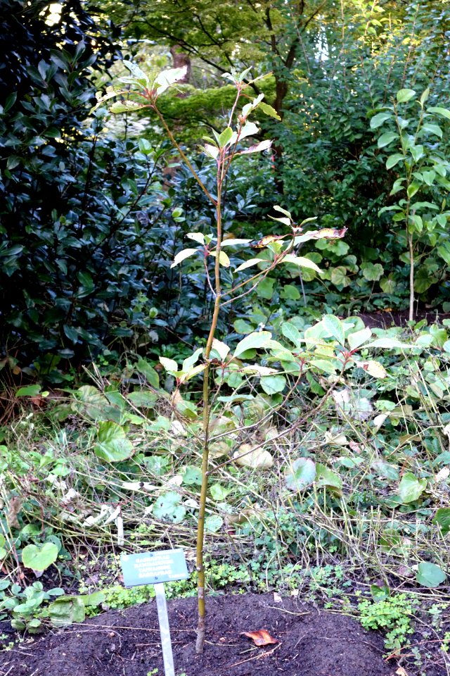 Sassafras randaiense - San Francisco Botanical Garden - DSC00016