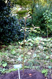 Sassafras randaiense - San Francisco Botanical Garden - DSC00016