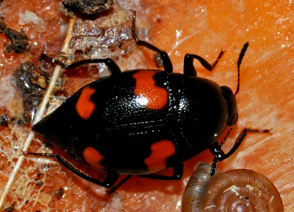 Scaphidium-quadrimaculatum-04-fws