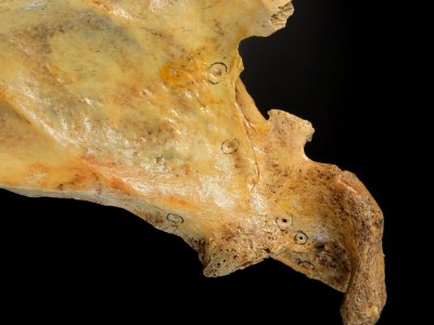 Scapula - processus coracoideus (detail)