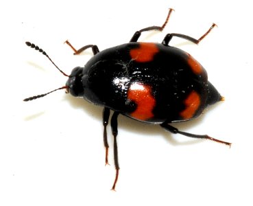 Scaphidium-quadrimaculatum-12-fws