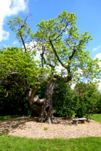 Sassafras albidum - Stanley M. Rowe Arboretum - DSC03489