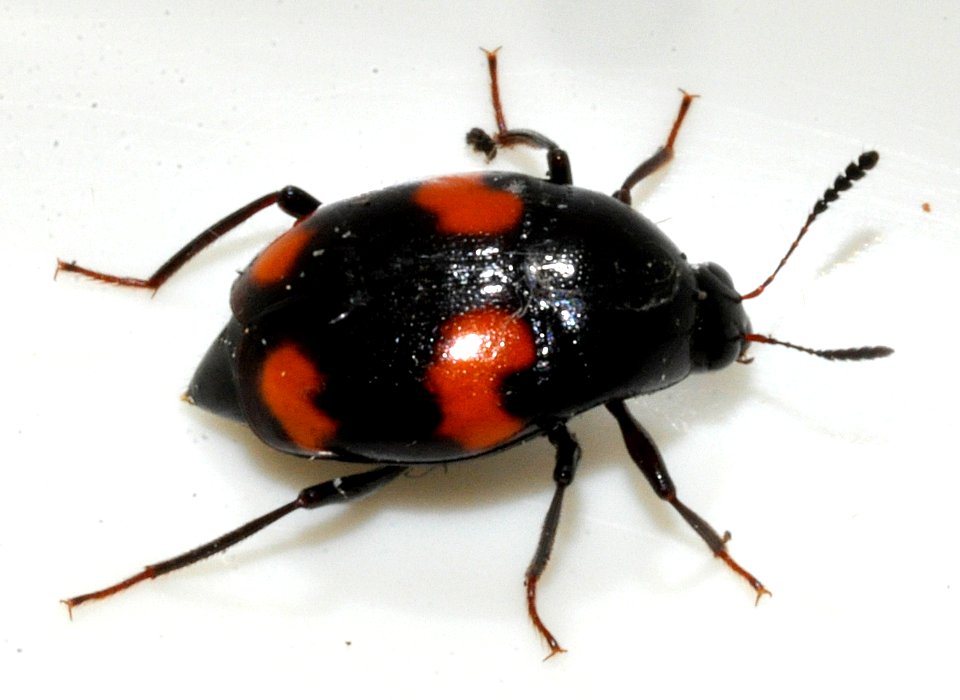 Scaphidium-quadrimaculatum-11-fws