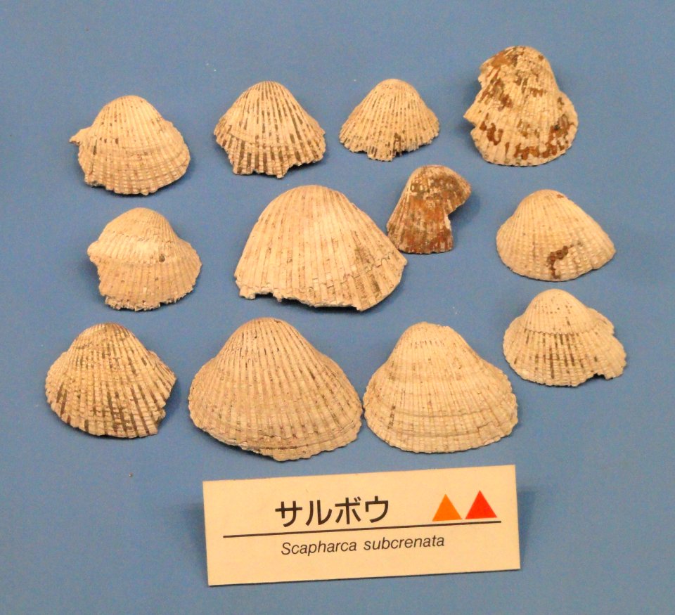 Scapharca subcrenata - Osaka Museum of Natural History - DSC07748