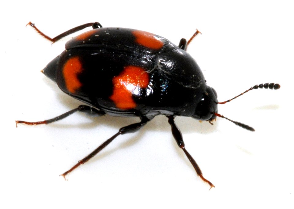 Scaphidium-quadrimaculatum-09-fws