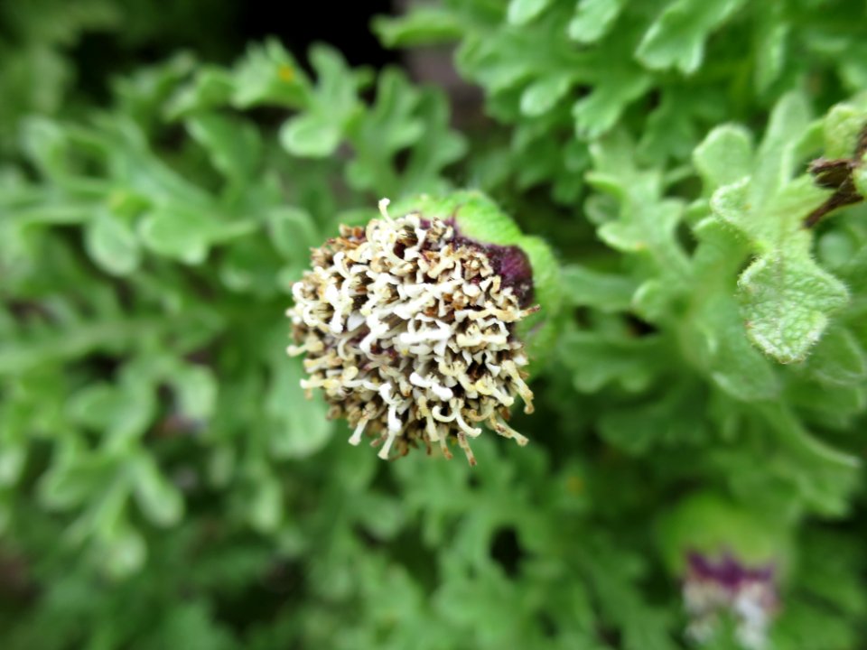 Scalesia helleri var. Galápagos I