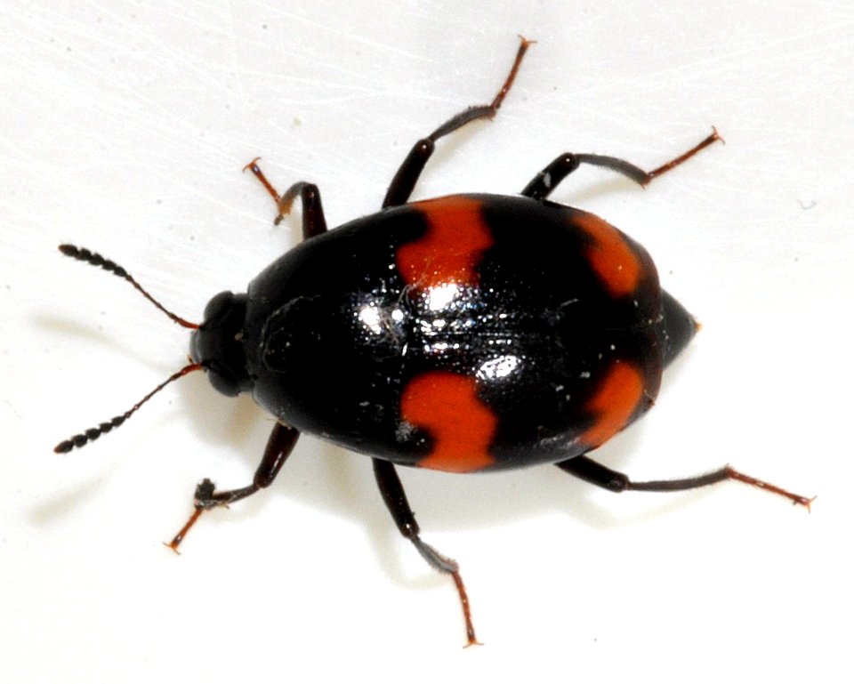 Scaphidium-quadrimaculatum-10-fws