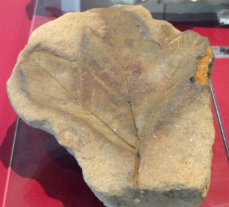 Sassafras cretaceum, Kansas, USA, Late Cretaceous - Royal Ontario Museum - DSC00033