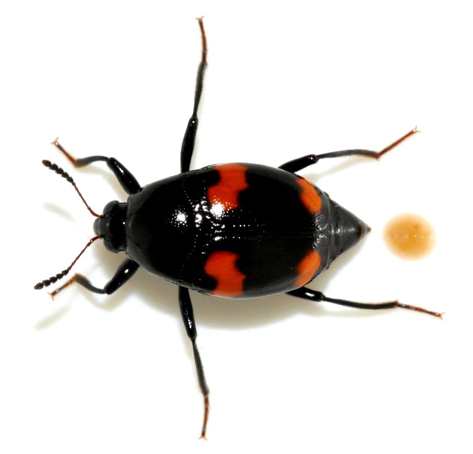 Scaphidium-quadrimaculatum-16-fws