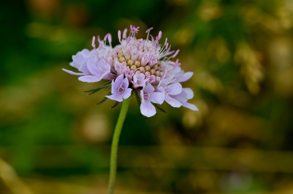 Scabiosa columbaria flowers