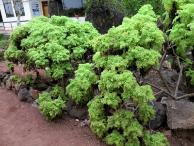 Scalesia helleri var. Galápagos III