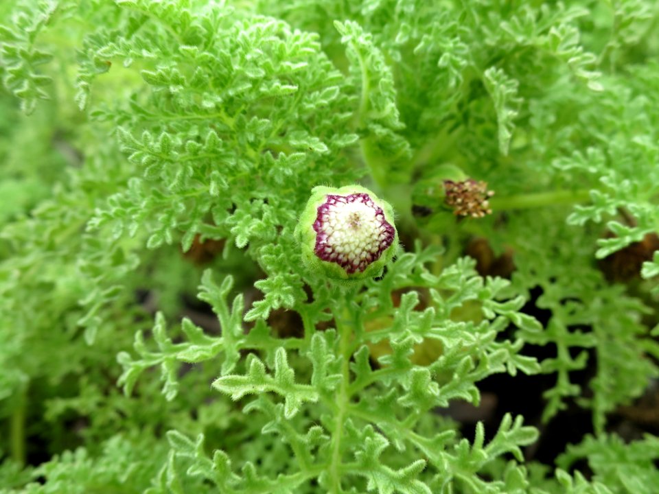 Scalesia helleri var. Galápagos II