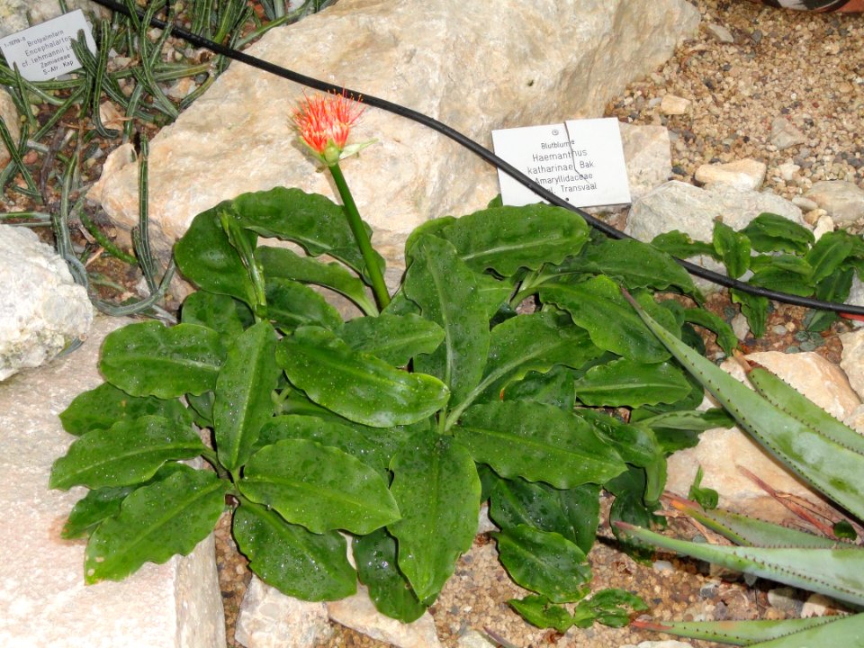 Scadoxus multiflorus subsp. katharinae - Palmengarten Frankfurt - DSC01734