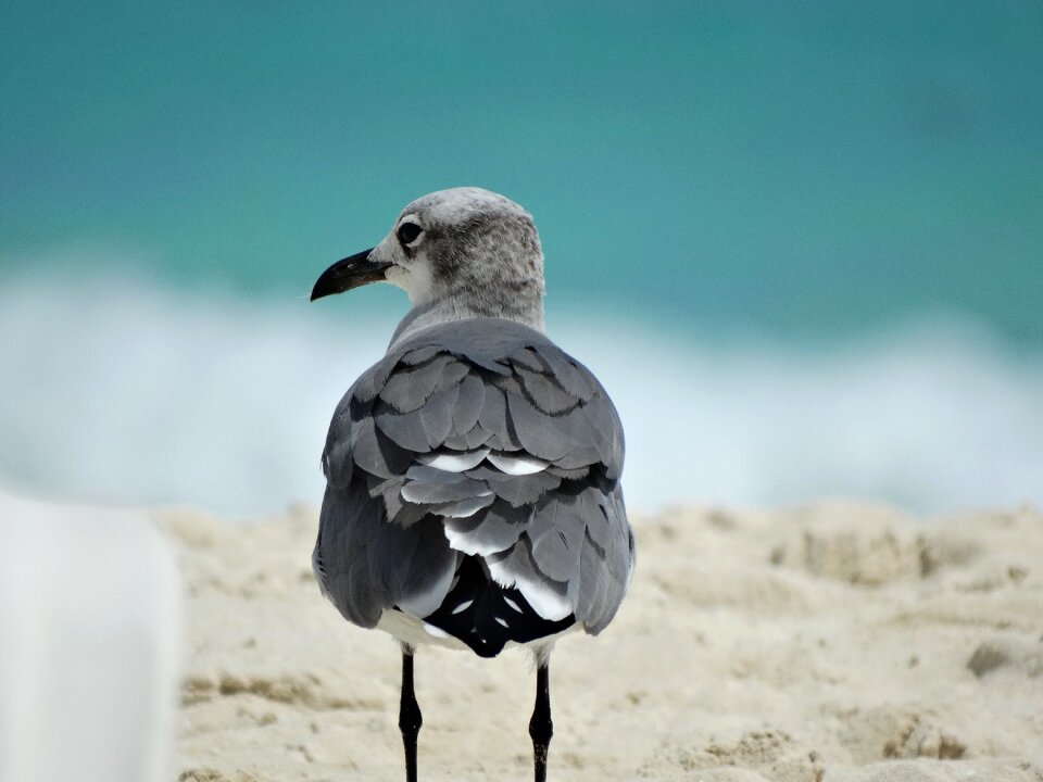 Nature animal sand