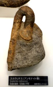 Scalarites mihoensis - National Museum of Nature and Science, Tokyo - DSC06978