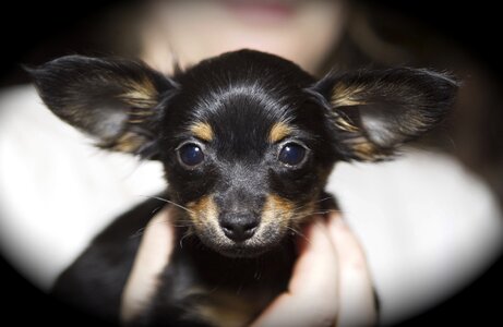 Dog petit big ears