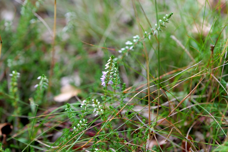 Schmittröder Wiesen Taunus 2020-08-18 05