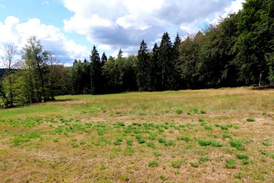 Schmittröder Wiesen Taunus 2020-08-18 06