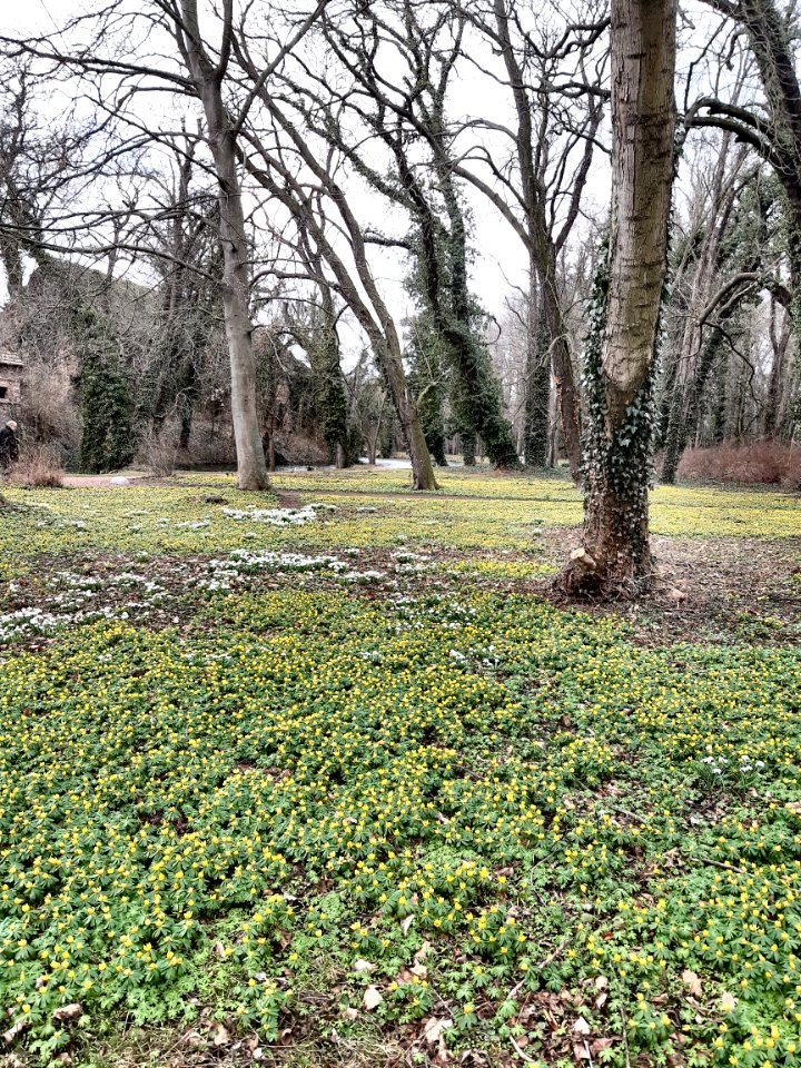 Schlosspark Ostrau Winterlinge2