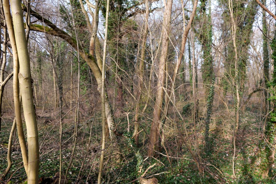 Schlosspark Lichterfelde 2021-02-24 02