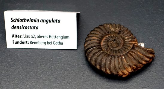 Schlotheimia angulata - Naturhistorisches Museum, Braunschweig, Germany - DSC05136
