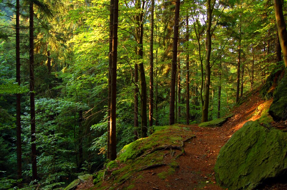 Nature thuringia germany trees