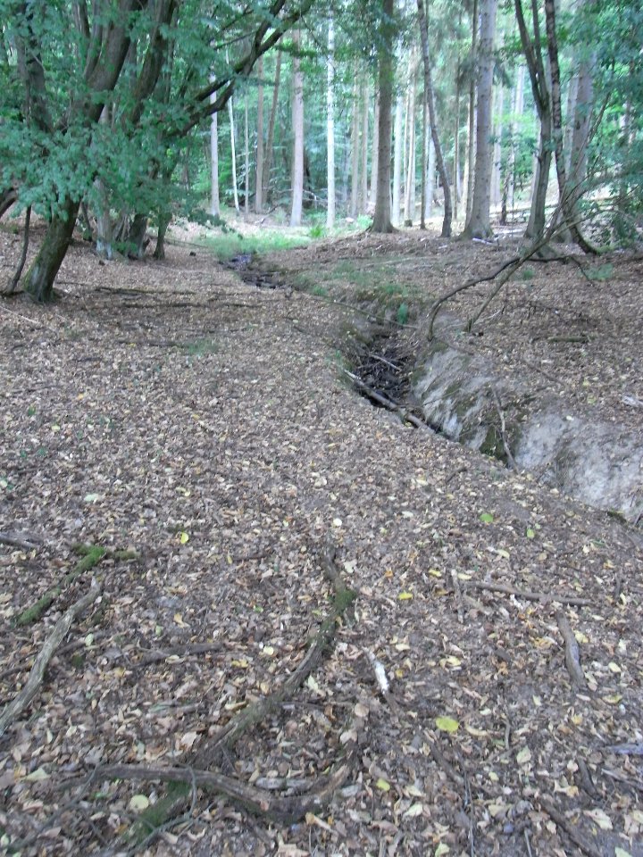Schmalbach Zufluss vom FFH+Wasserwerk im Wald R0018655