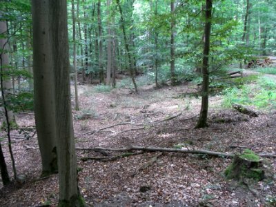 Schmalbach Zufluss km 0,625 oben am Hauptweg R0019701