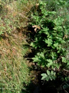 Schmalbach Quelle R0020028