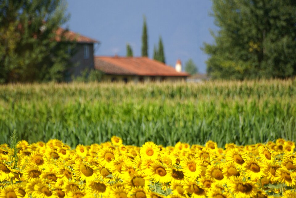 Sunflower summer yellow