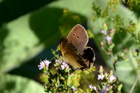 Schornsteinfeger (Aphantopus hyperantus) auf Blüte (2) photo