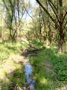 Schlute zwischen Illinger Baggersee und Illinger Altrhein