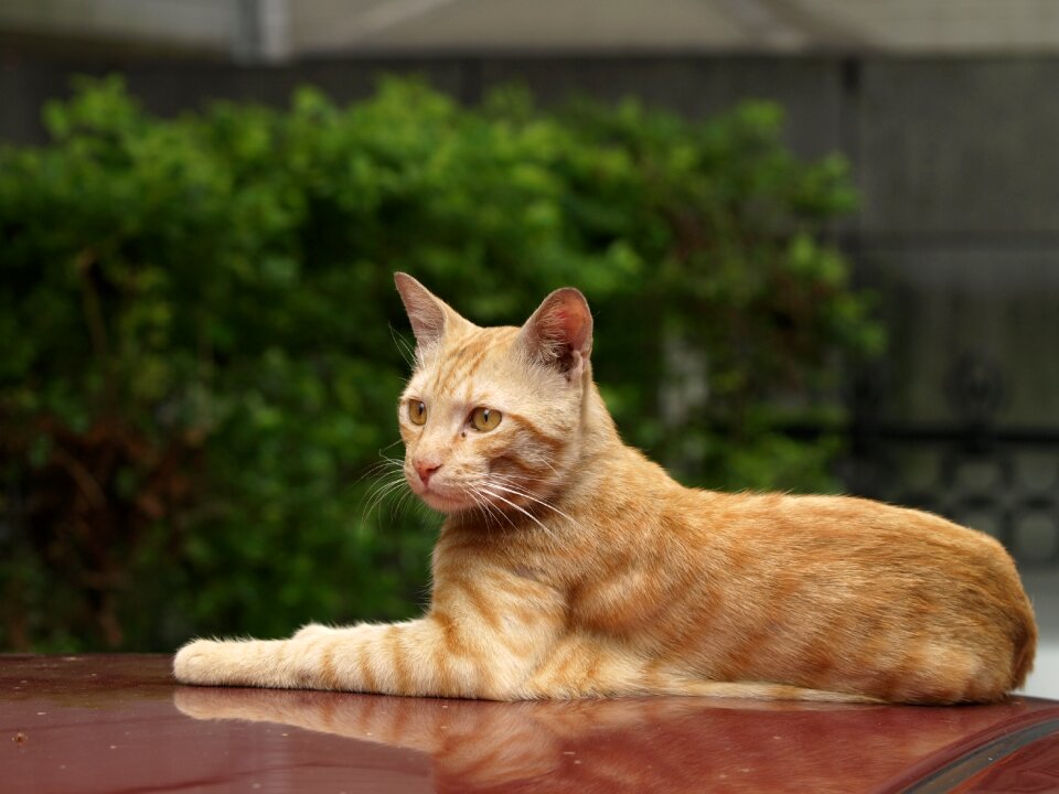 Red fur pets lay down