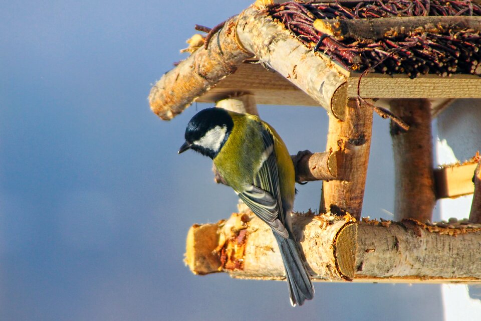 Birds great tit tit bielolíca