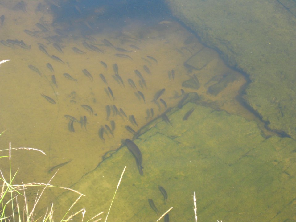 School of fish