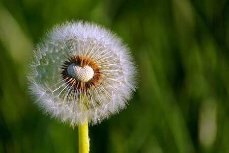 Common dandelion nature taraxacum