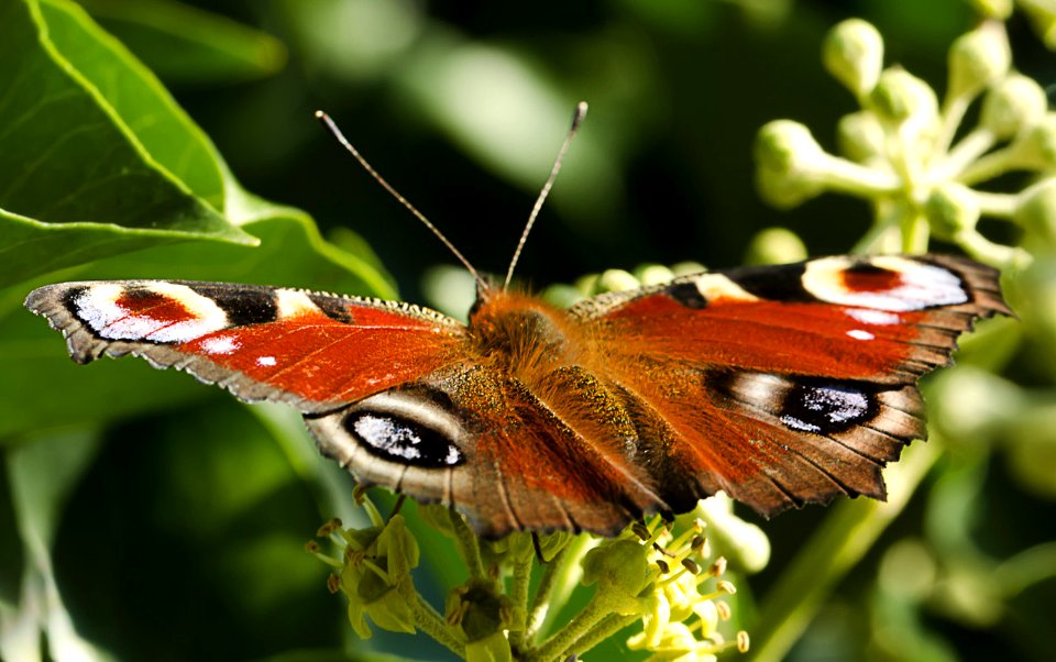 Schmetterling (181755085)