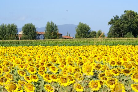 Summer agriculture wheat