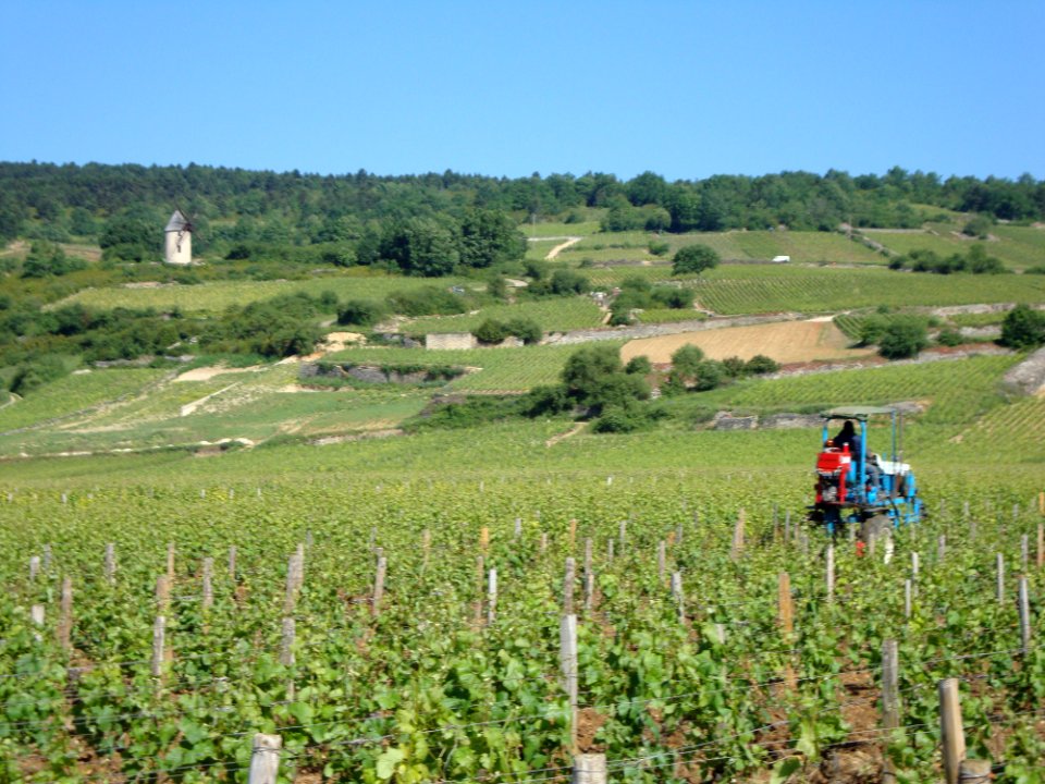 Santenay (Cote d'Or, Fr) vignobles