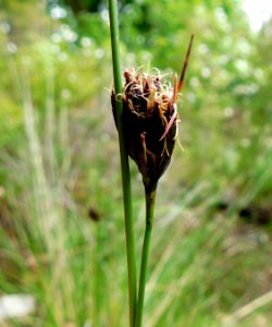 Schoenus nigricans 2