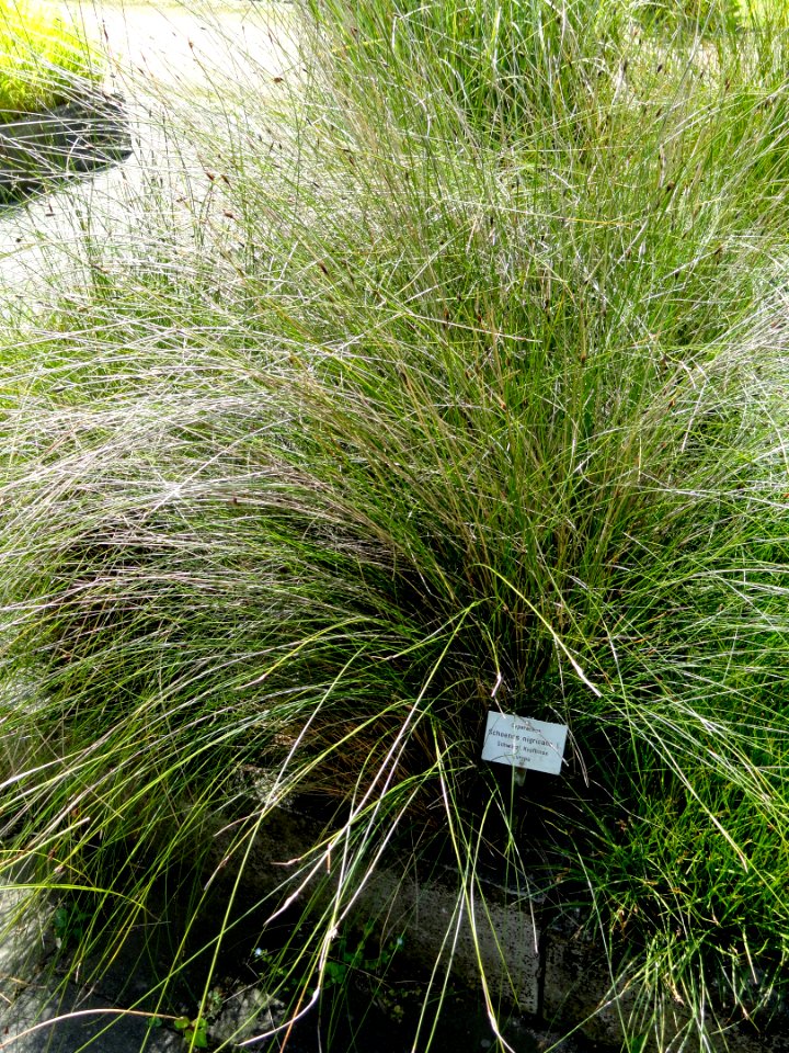 Schoenus nigricans- Botanical Garden, University of Frankfurt - DSC02702