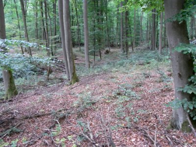 Schmalbach Zufluss km 0,625 von oben parallel Aufweg R0019699