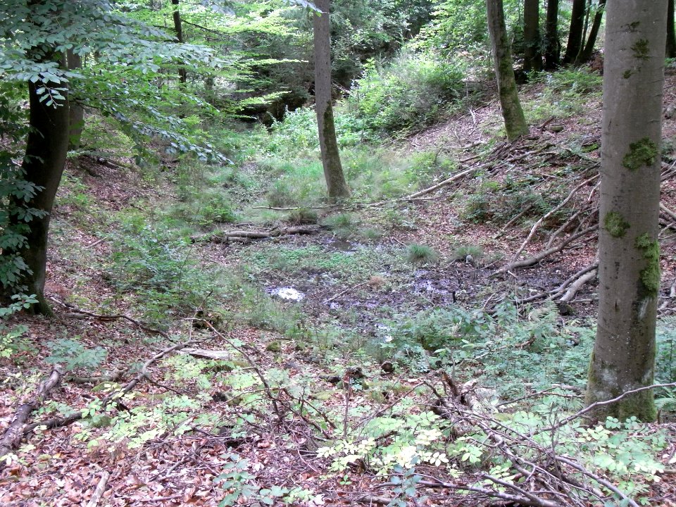 Schmalbach Zufluss km 0,625 am Hauptweg oben R0019700
